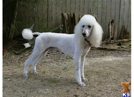 Poodle